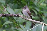 Eastern Wood-Pewee