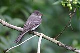 Eastern Wood-Pewee