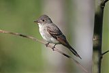 Eastern Wood-Pewee