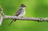 Eastern Wood-Pewee