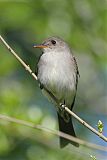 Eastern Wood-Pewee