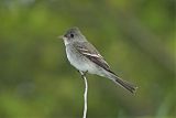 Eastern Wood-Pewee