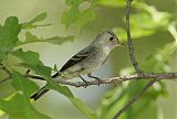 Eastern Wood-Pewee