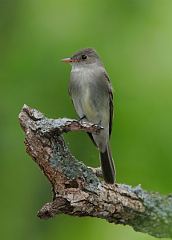 Eastern Wood-Pewee