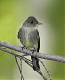 Eastern Wood-Pewee