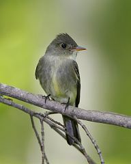 Eastern Wood-Pewee