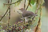 Ecuadorian Thrush