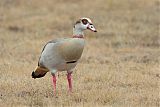 Egyptian Goose