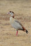 Egyptian Goose