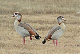 Egyptian Goose