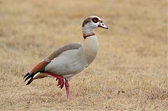 Egyptian Goose