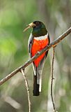 Elegant Trogon