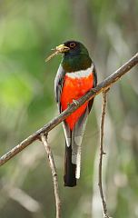 Elegant Trogon