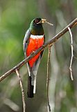 Elegant Trogon