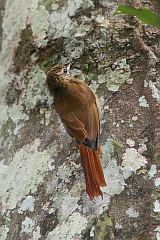 Elegant Woodcreeper