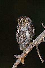 Elf Owl