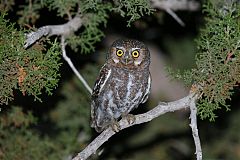 Elf Owl