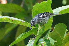 Elfin-woods Warbler