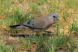 Emerald-spotted Wood-Doveborder=