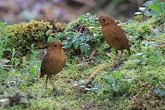 Equatorial Antpitta