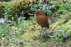 Equatorial Antpitta