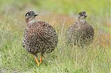 Erckel's Francolin