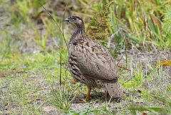 Erckel's Spurfowl