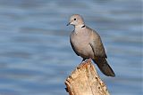 Eurasian Collared-Dove