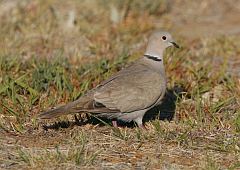 Eurasian Collared-Dove