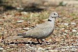 Eurasian Collared-Doveborder=