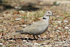 Eurasian Collared-Dove