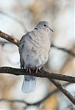 Eurasian Collared-Dove