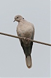 Eurasian Collared-Dove