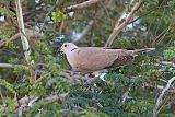 Eurasian Collared-Doveborder=