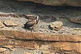 Eurasian Griffonborder=