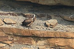 Eurasian Griffon