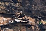 Eurasian Griffonborder=