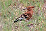 Eurasian Hoopoe