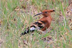 Eurasian Hoopoe