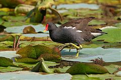 Eurasian Moorhen
