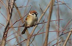 Eurasian Tree Sparrow