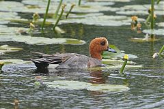Eurasian Wigeon