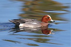 Eurasian Wigeon