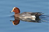 Eurasian Wigeon