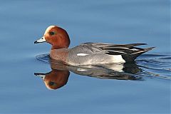 Eurasian Wigeon