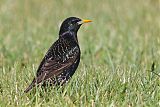 European Starling