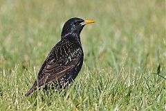 European Starling