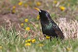 European Starling