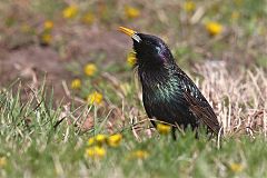 European Starling