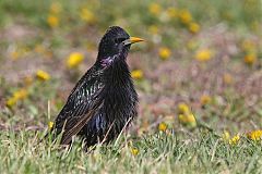 European Starling